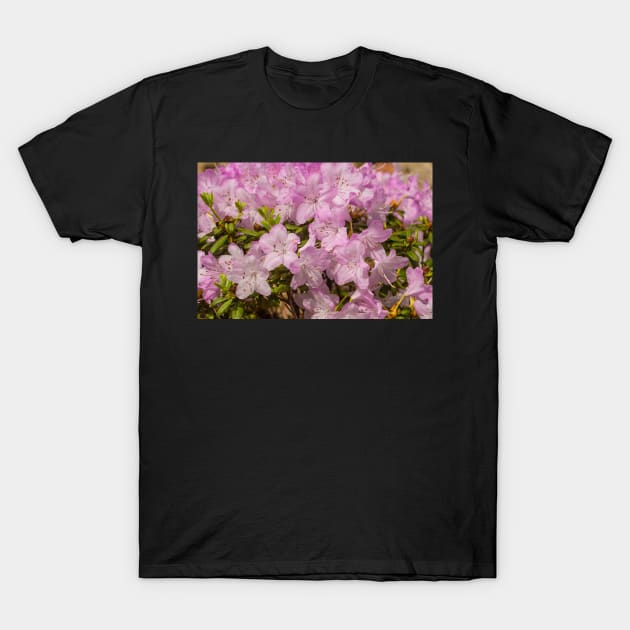 Pink Lilac Rhododendron Flowers T-Shirt by jojobob